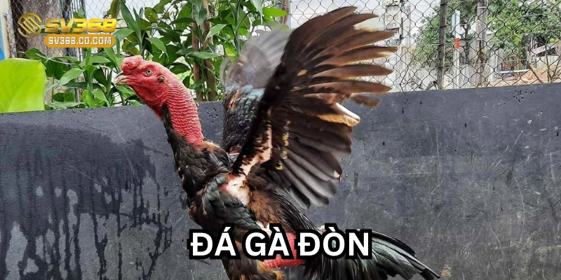 Đá Gà Đòn – Nghệ Thuật Chiến Kê và Những Bí Quyết Bất Bại