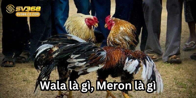 Cách phân định Wala là gì? Meron là gì?