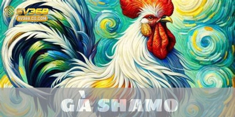 Khám phá gà Shamo: Chiến kê huyền thoại từ Nhật Bản