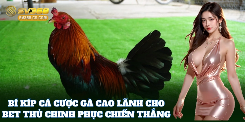 Bỏ túi mẹo cá cược đá Gà Cao Lãnh từ cao thủ