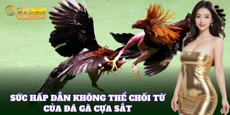 Khám phá sức hút của đá gà cựa sắt