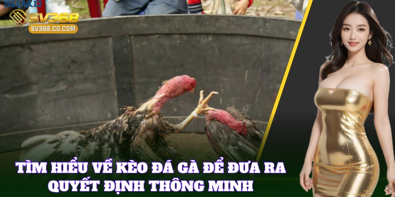 Tìm hiểu Cách Đọc Kèo Đá Gà Nhanh chuẩn