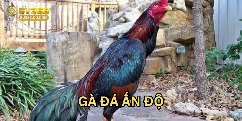 Gà Đá Ấn Độ là gì?