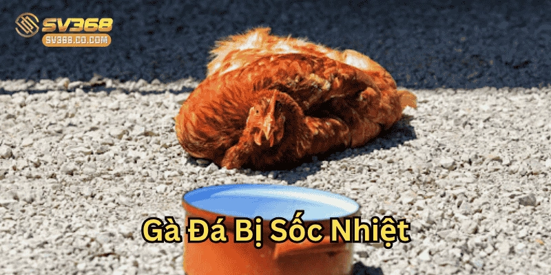 Gà Đá Bị Sốc Nhiệt là như thế nào?