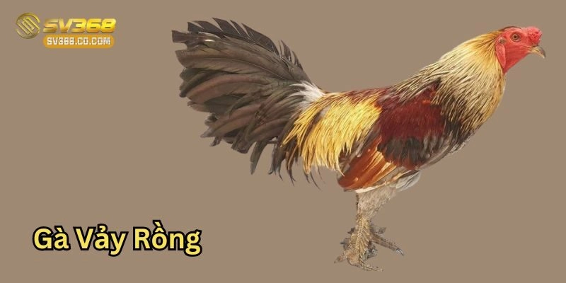 Gà Vảy Rồng là gì? 