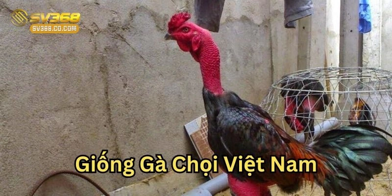 Huấn luyện đúng cách các Giống Gà Chọi Việt Nam