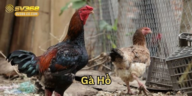 Gà Hồ – Giống Gà Thuần Chủng Sở Hữu Sức Mạnh Vượt Trội