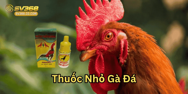 Thuốc Nhỏ Gà Đá Là Gì – Cách Dùng Hiệu Quả Từ SV368