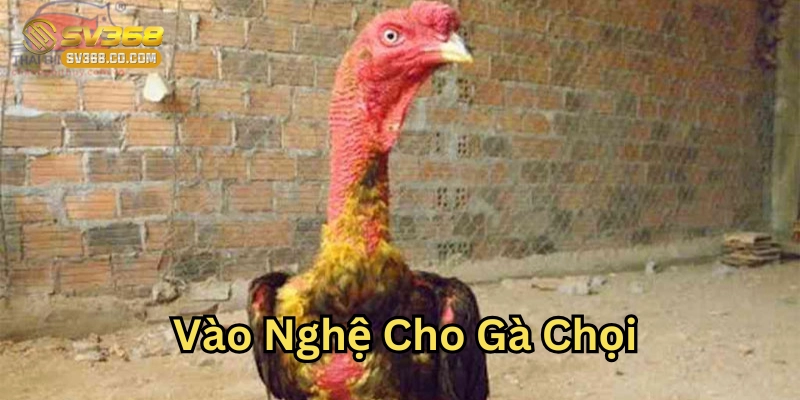 Vào Nghệ Cho Gà Chọi sao cho đúng cách