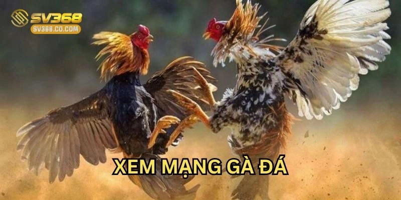 Xem Mạng Gà Đá là gì?